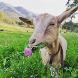 2022- fromagerie capra- chevre