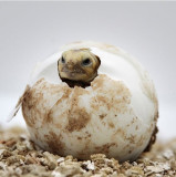 tortue-oeuf-8242