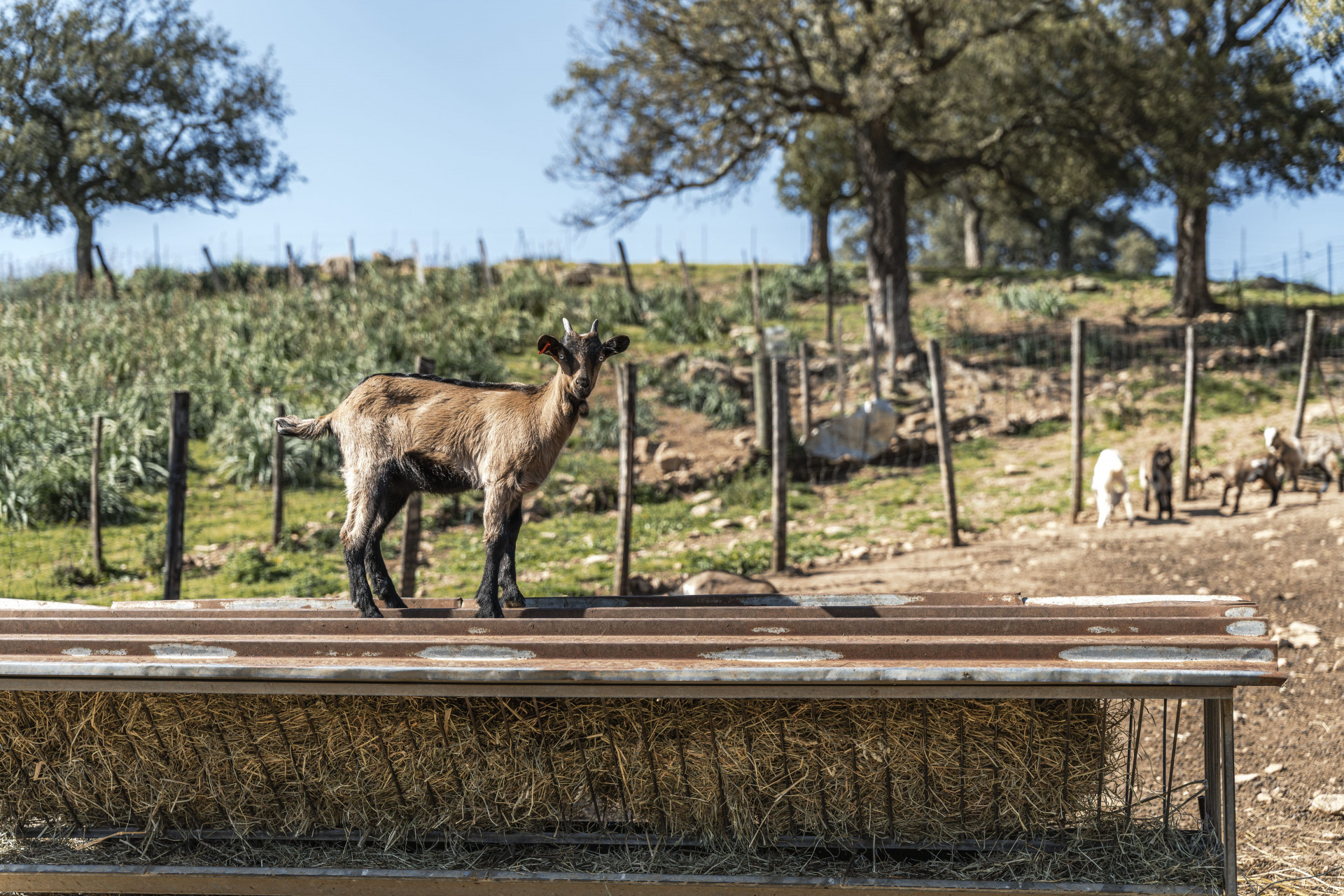 07-fromagerie-capra-1-8555 07-fromagerie-capra-1-8555