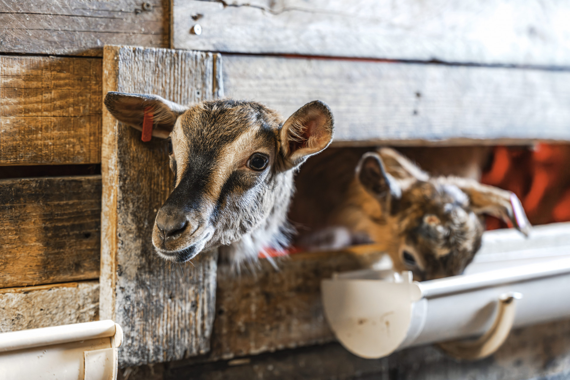 10-fromagerie-capra-8557 10-fromagerie-capra-8557