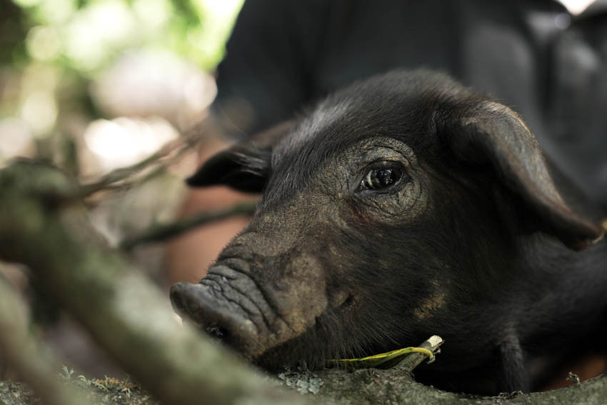 f9962bf76a25a4d44dce8cf819d9aed59a968e4e-terradisiacochons2-8460