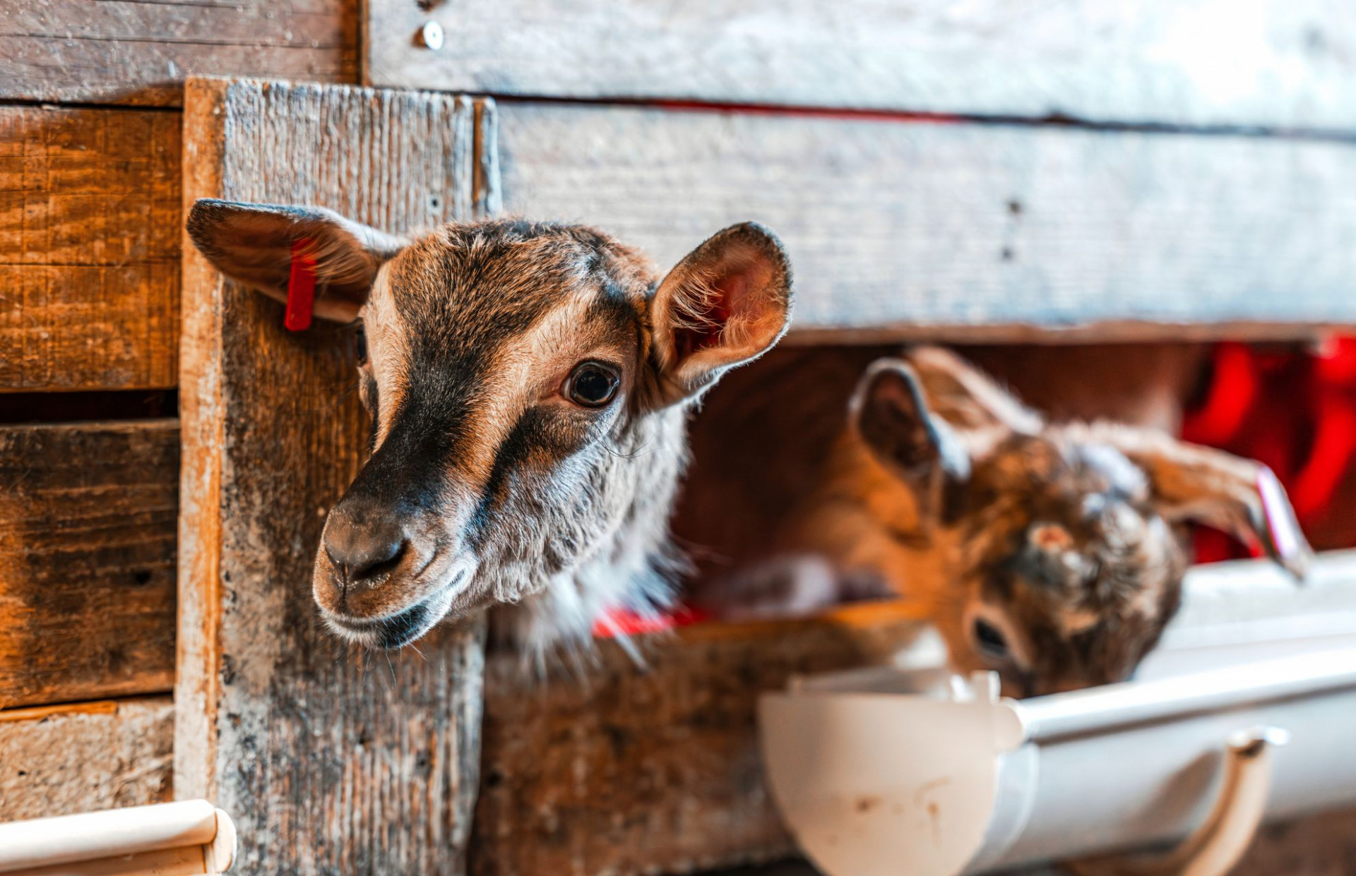gouter-la-ferme-capra-pdf-8604