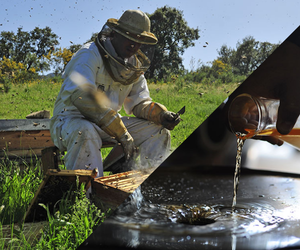 miellerie-huiles-essentielles-8304