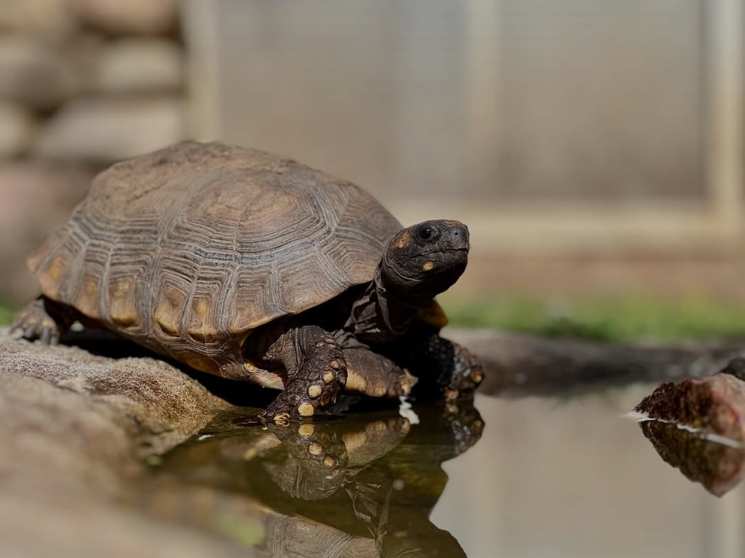 tortue-2-8240 tortue-2-8240