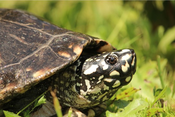 tortue4-8243 tortue4-8243