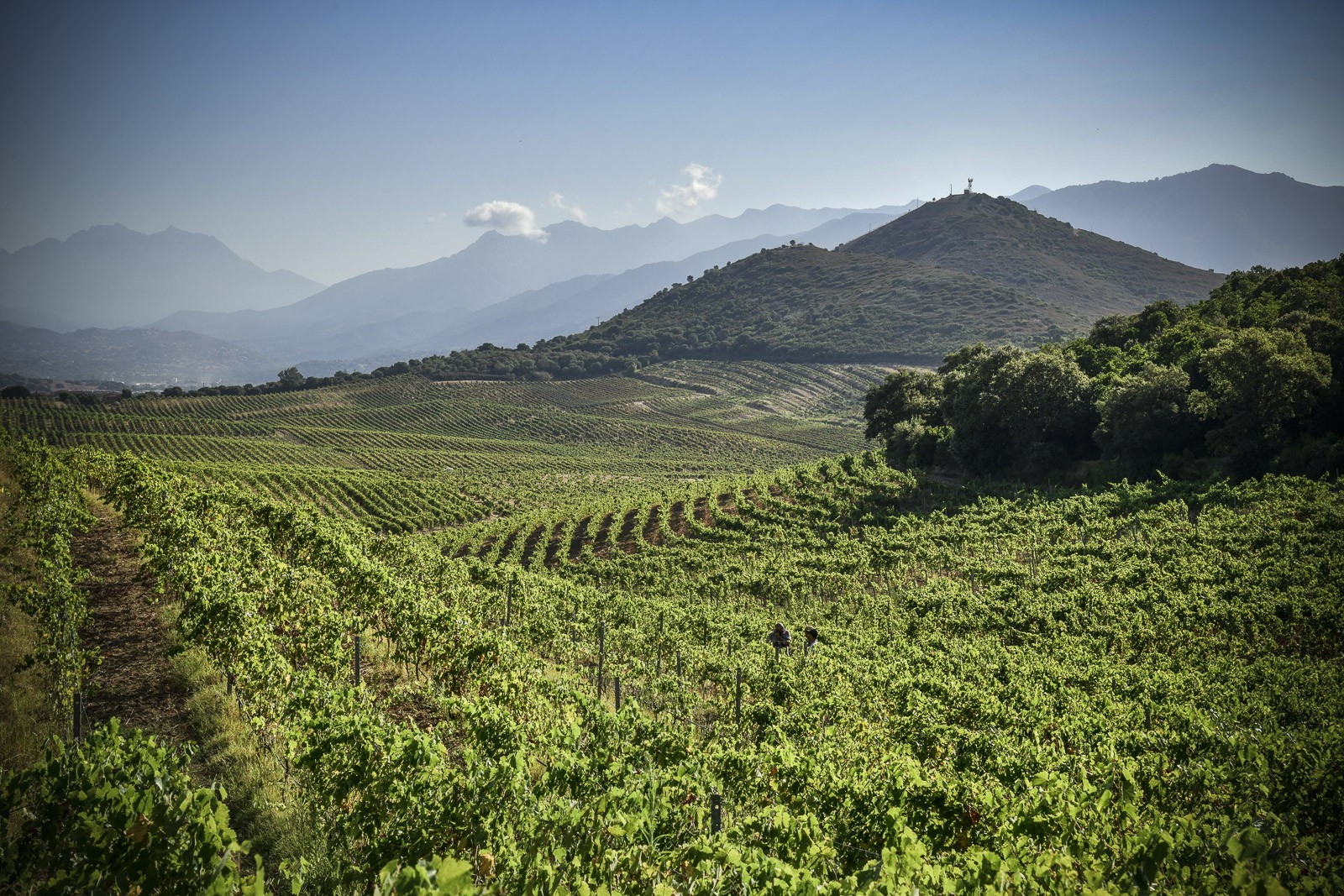 vignoble-peraldi-7991