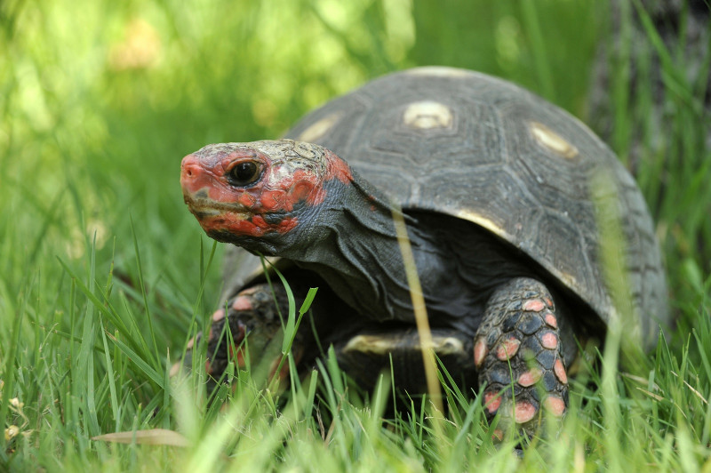 2019 - A Cupulatta - tortue charbonnière à tête rouge