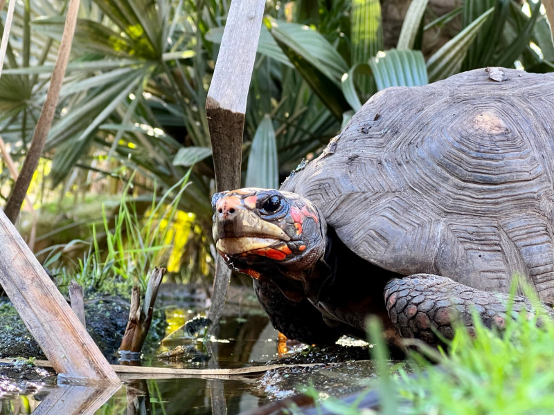 2023 - A cupulatta - tortues