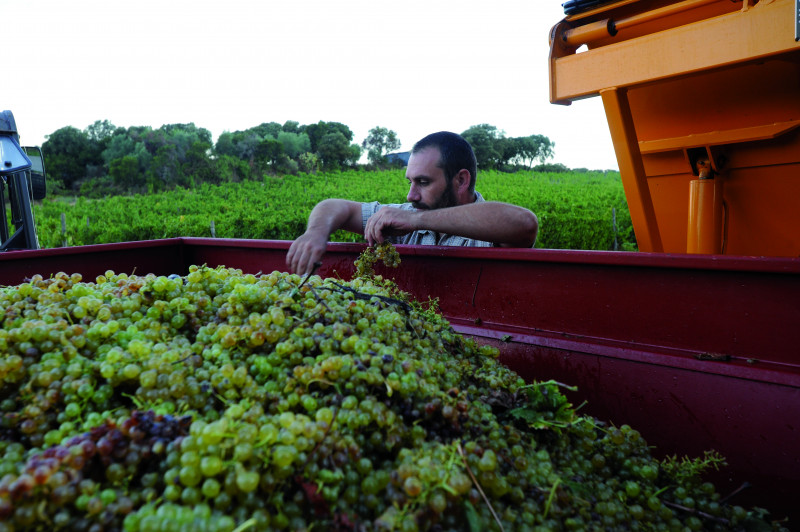 clos-ornasca-raisin-8201