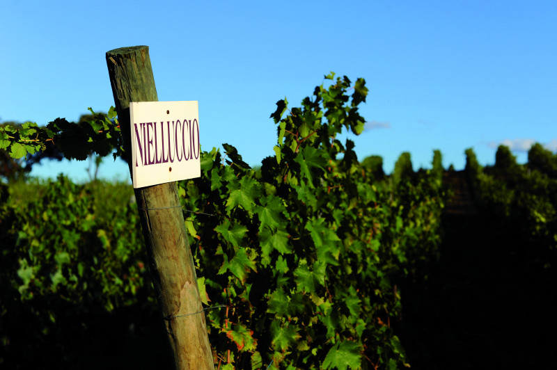 clos-ornasca-vignes-1-8203