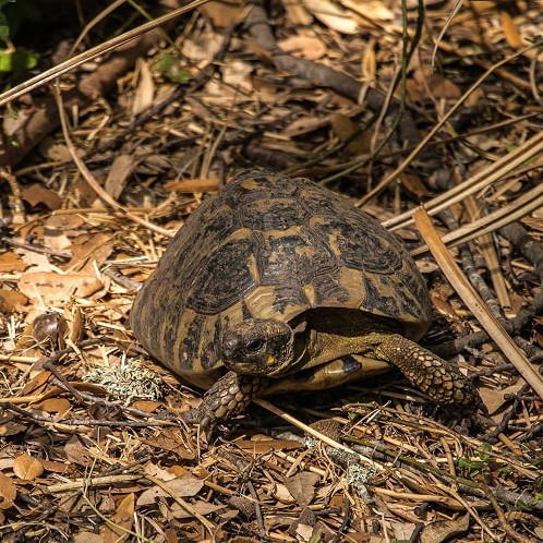 tortue-1-8239 tortue-1-8239